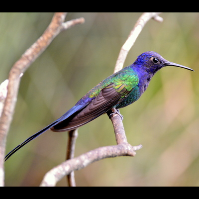 Swallow-Tailed Hummingbird